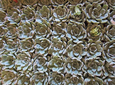rp_succulents-2.jpg