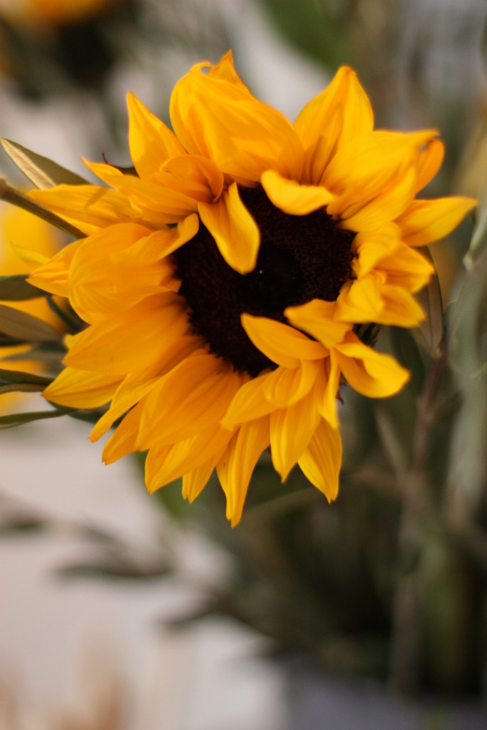 rp_sunflower.jpg